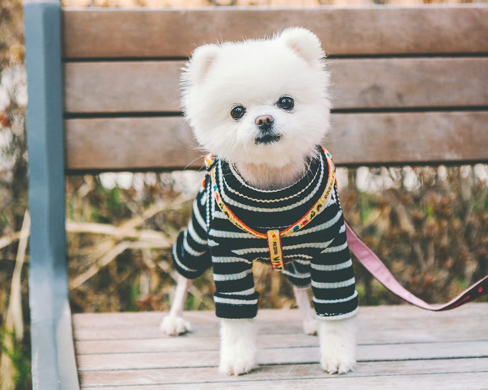 Вязаная одежда для животных