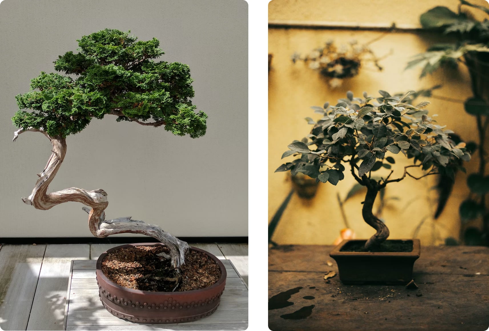 Деревья в горшках. Бонсай