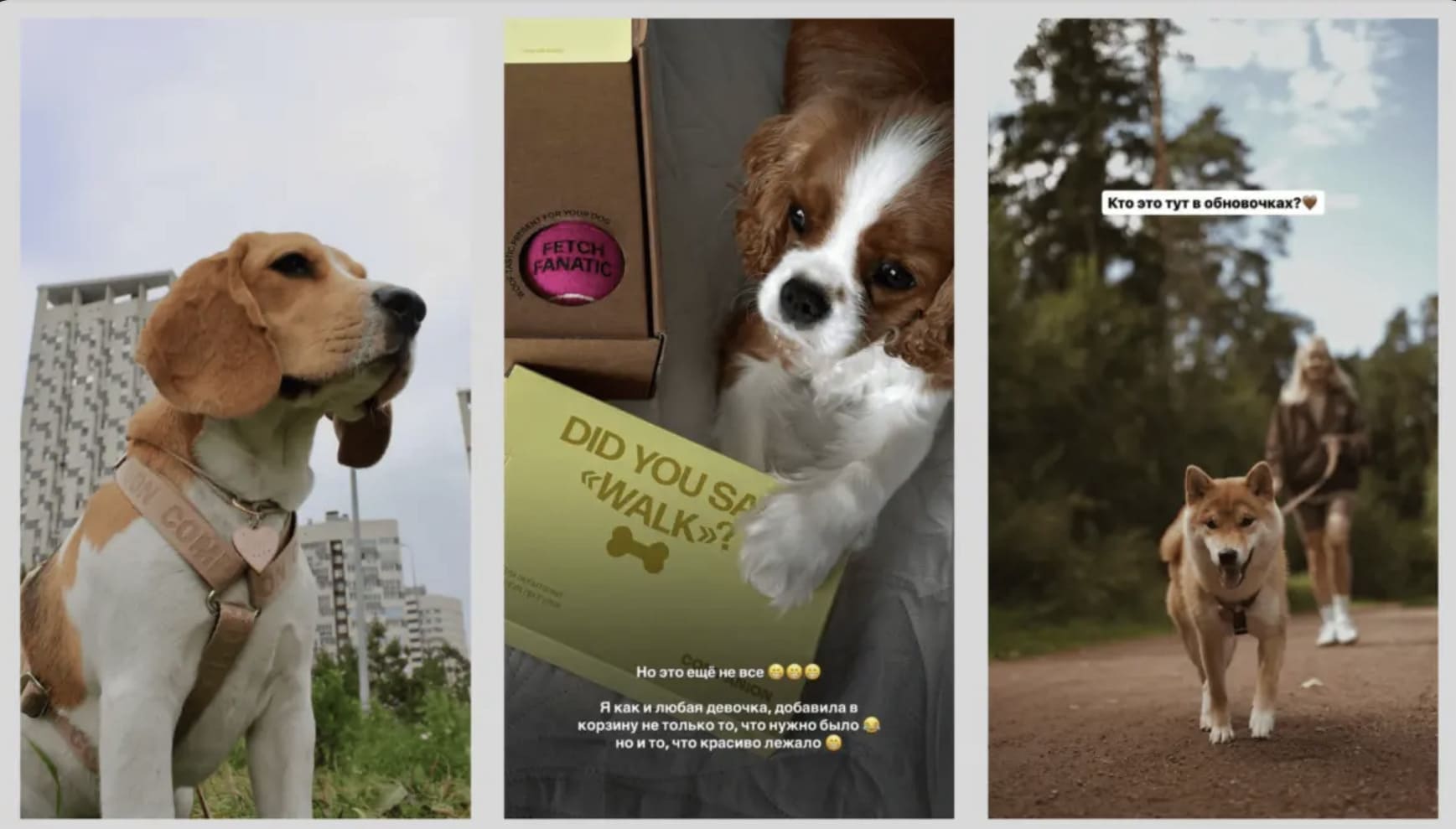 Бренд одежды для собак