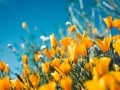 Квиз для подбора подарка на 8 марта